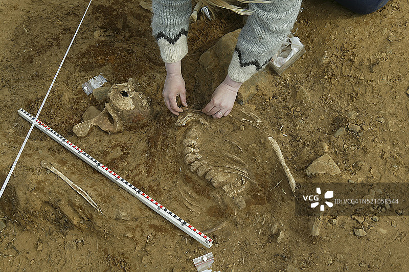 考古学家发掘鲸鱼骨骼图片素材