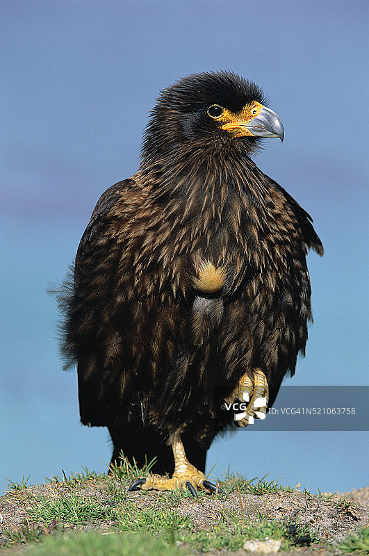 条纹 Caracara 鹰单腿站立图片素材