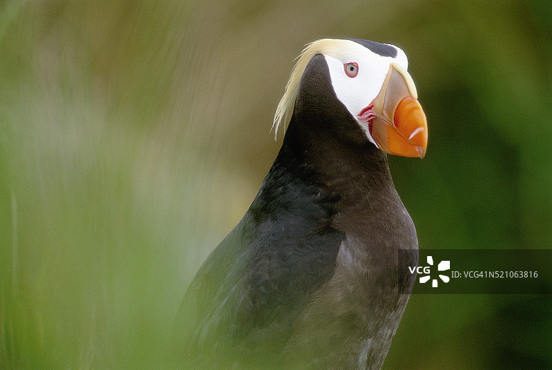 簇绒角嘴海雀图片素材