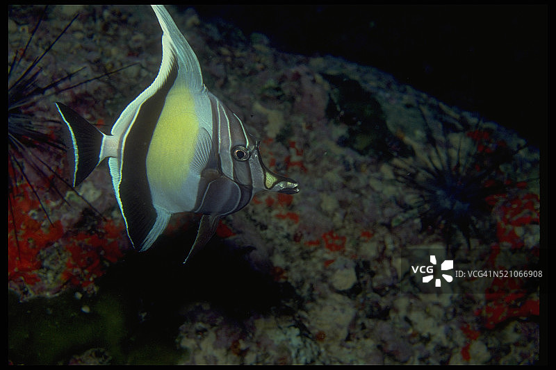 神像鱼图片素材