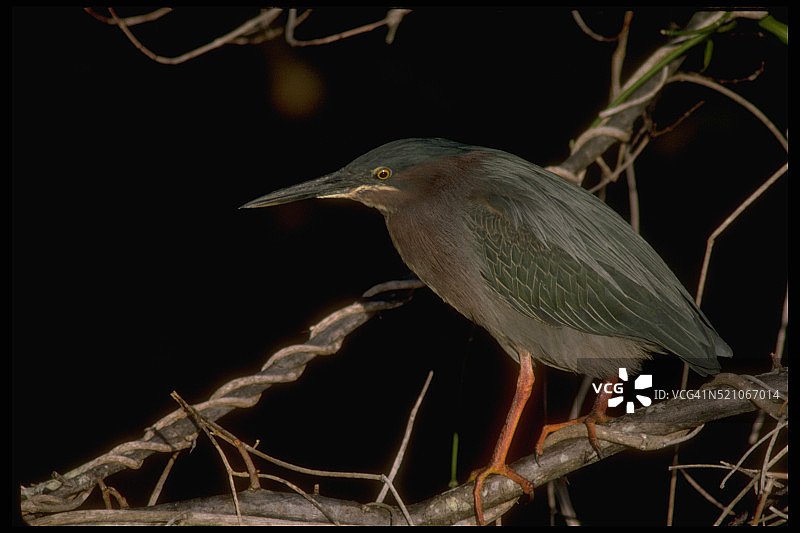 绿背鹭图片素材