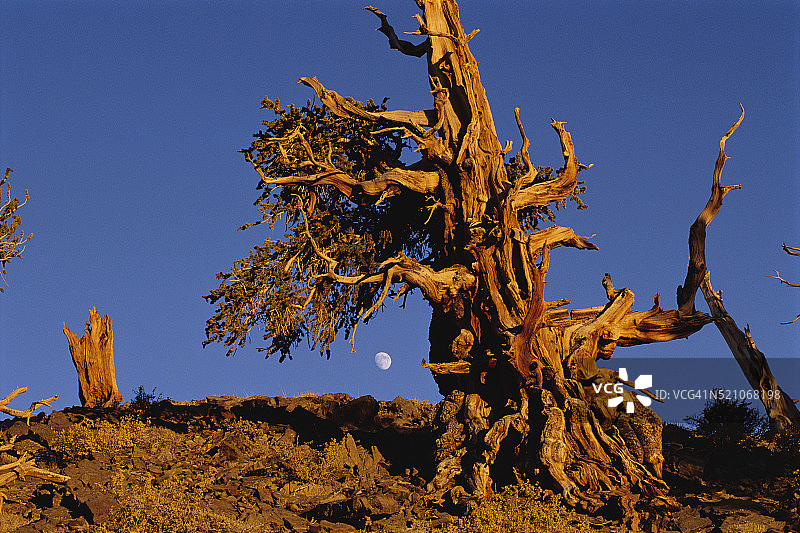 怀特山脉的狐尾松图片素材