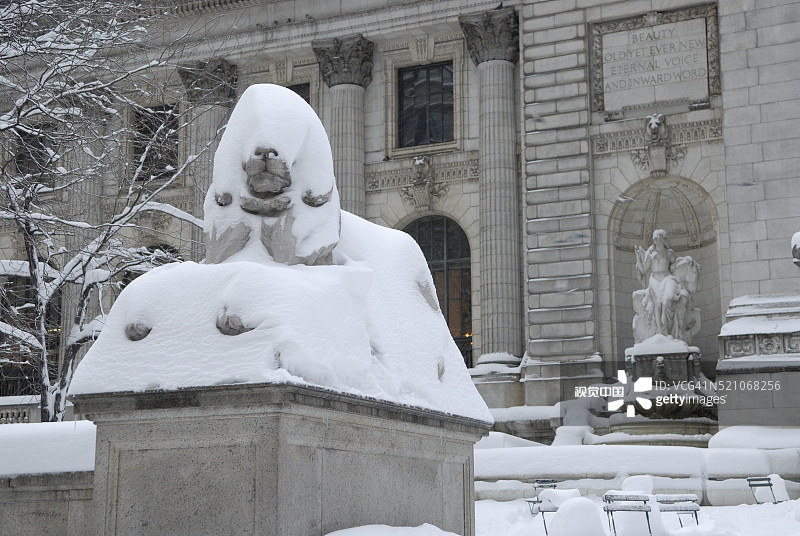 雪地里的狮子图片素材