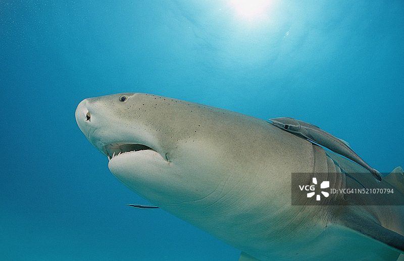 柠檬鲨鱼，巴哈马群岛，大巴哈马岛，大西洋图片素材