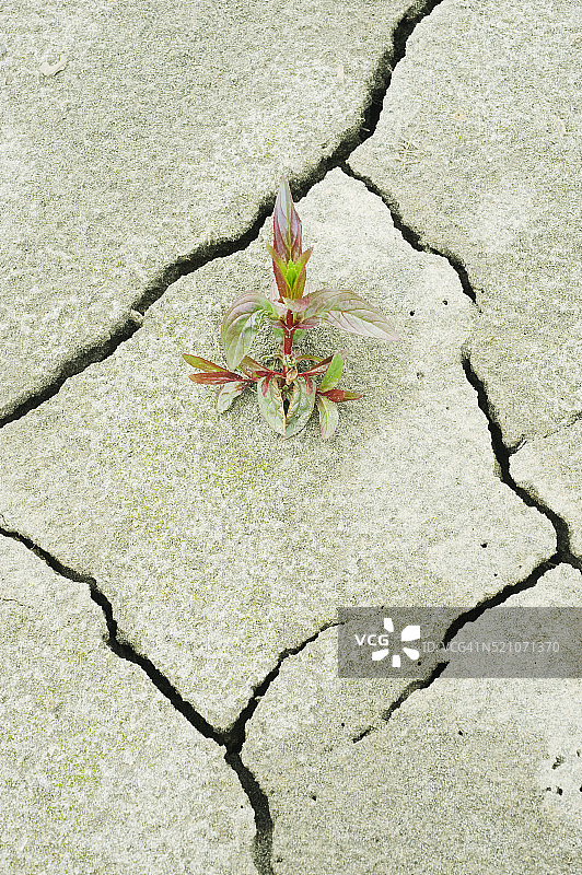 埃尔瓦河恢复，华盛顿奥林匹克半岛图片素材