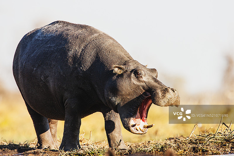 河马的威胁行为展示图片素材