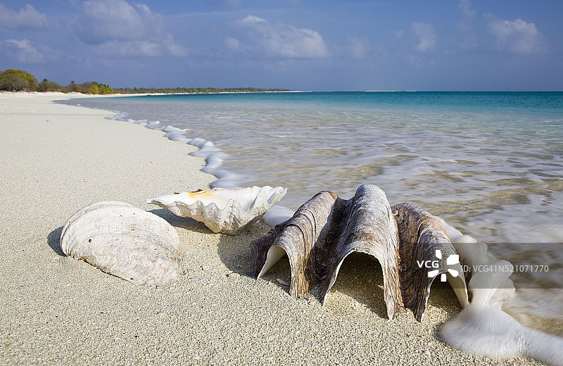 密克罗尼西亚比基尼环礁，马绍尔群岛比基尼海滩的贝壳图片素材