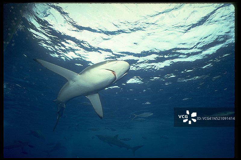 加拉帕戈斯鲨鱼图片素材