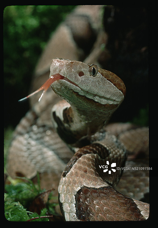 伸出舌头的北部铜头蛇图片素材