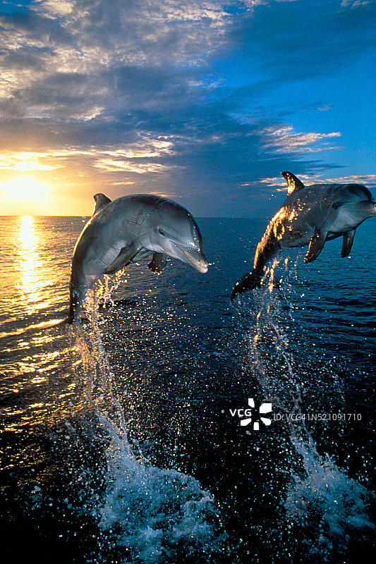 日落时分双海豚跳跃图片素材