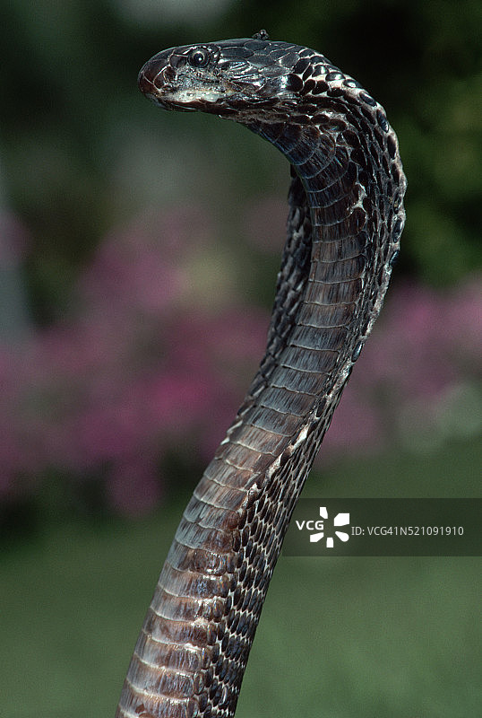 德里公园里的眼镜蛇图片素材