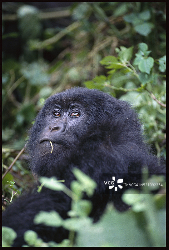 年轻的猩猩图片素材