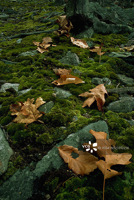 落叶与布满苔藓的岩石图片素材