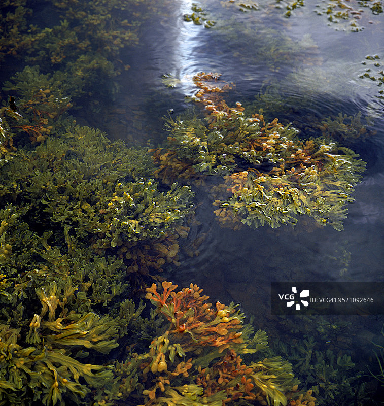 淡水中的锯齿状墨角藻图片素材