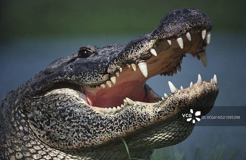 张着嘴的鳄鱼图片素材