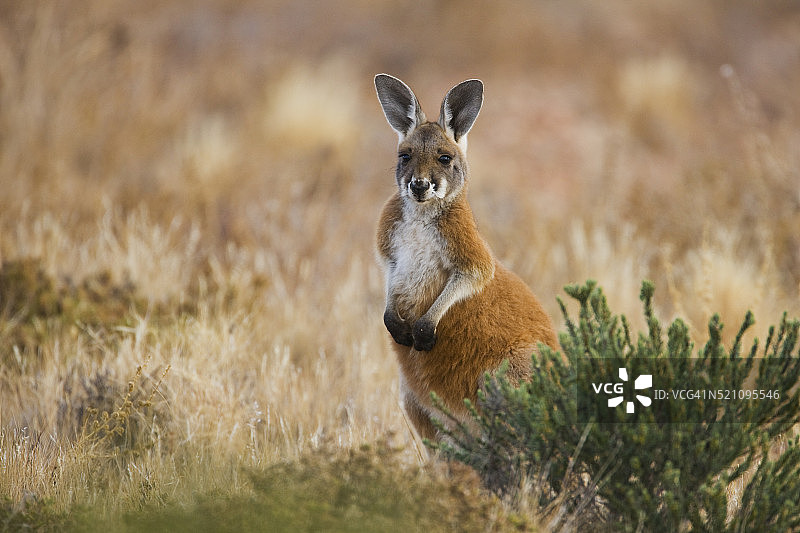 独自站立的小袋鼠宝宝图片素材