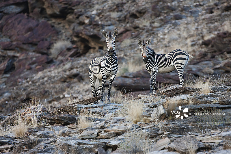 山斑马带领族群攀登纳米比亚的岩石峭壁图片素材
