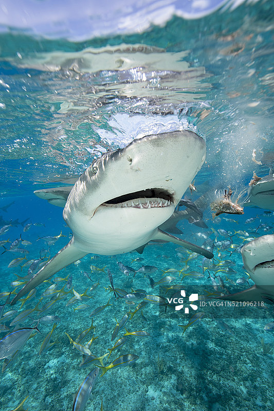 柠檬鲨特写图片素材
