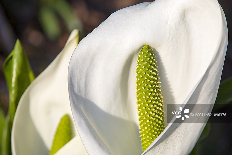 英国坎布里亚郡温德米尔Holehird花园中开花的臭菘图片素材