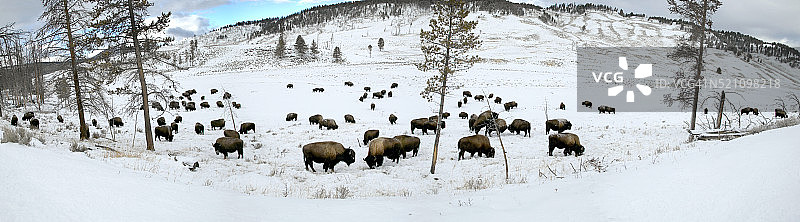 雪地里吃草的美洲野牛群图片素材