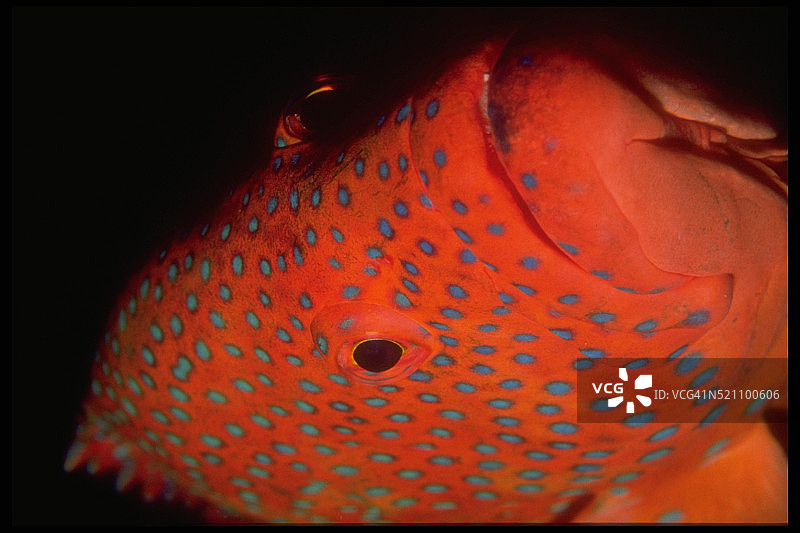 珊瑚石斑鱼图片素材