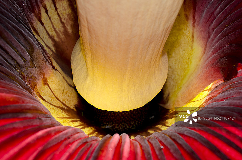 佛焰苞和肉穗花序的特写图片素材