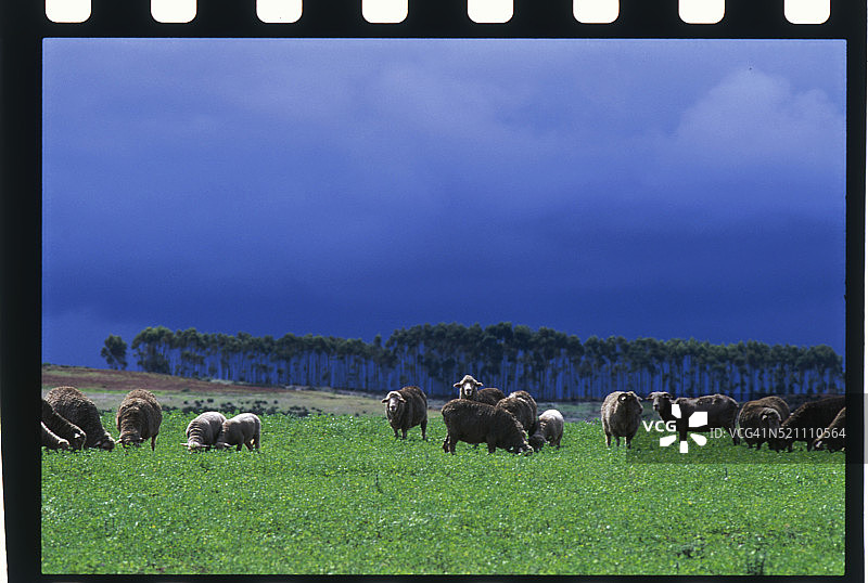 在卡鲁国家公园吃草的绵羊图片素材