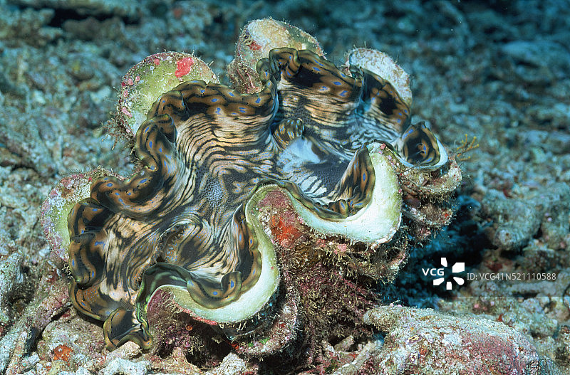 珊瑚上的砗磲贝图片素材