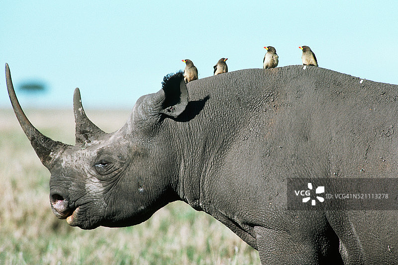 黑犀牛背上的啄牛鸟图片素材