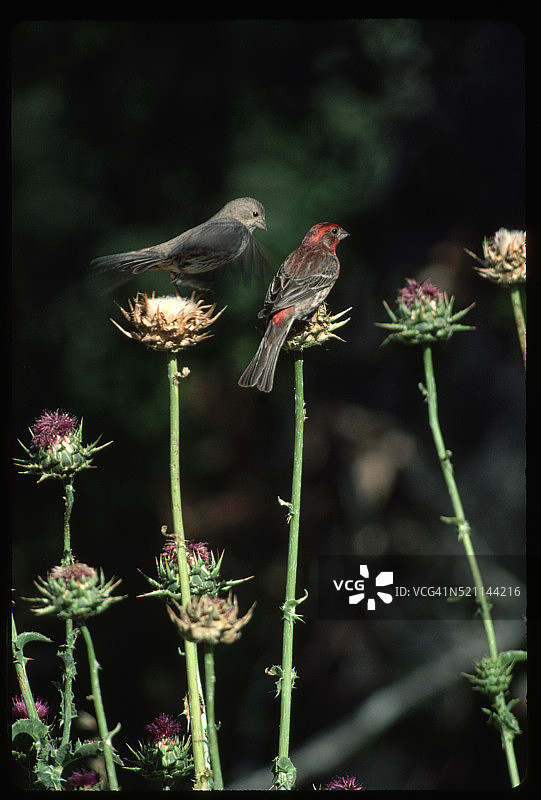 金丝雀雌性和雄性在蓟上图片素材