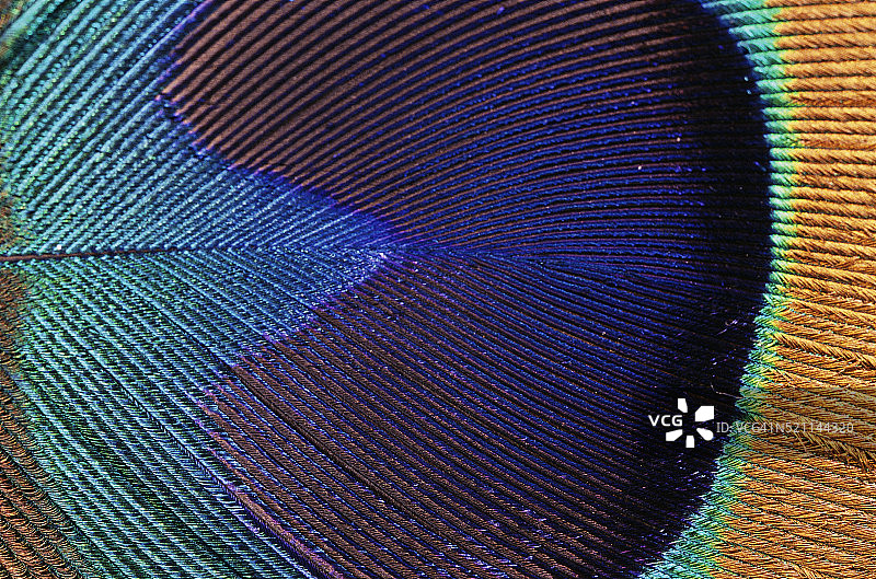 孔雀羽毛细节图片素材