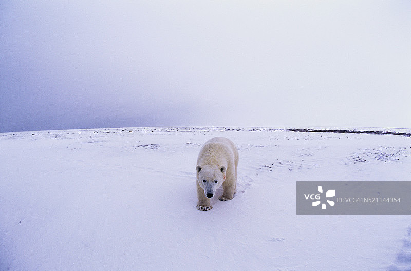 加拿大北极熊图片素材