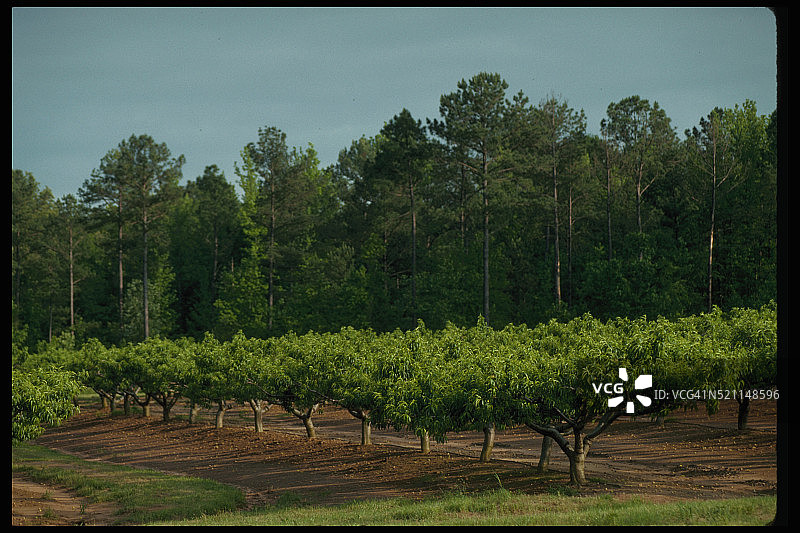罗斯顿的桃园图片素材