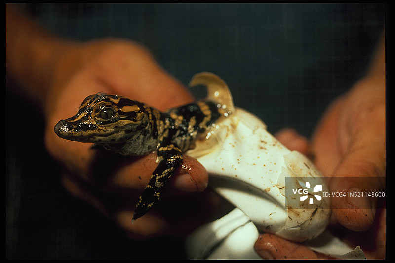 正在孵化的鳄鱼图片素材