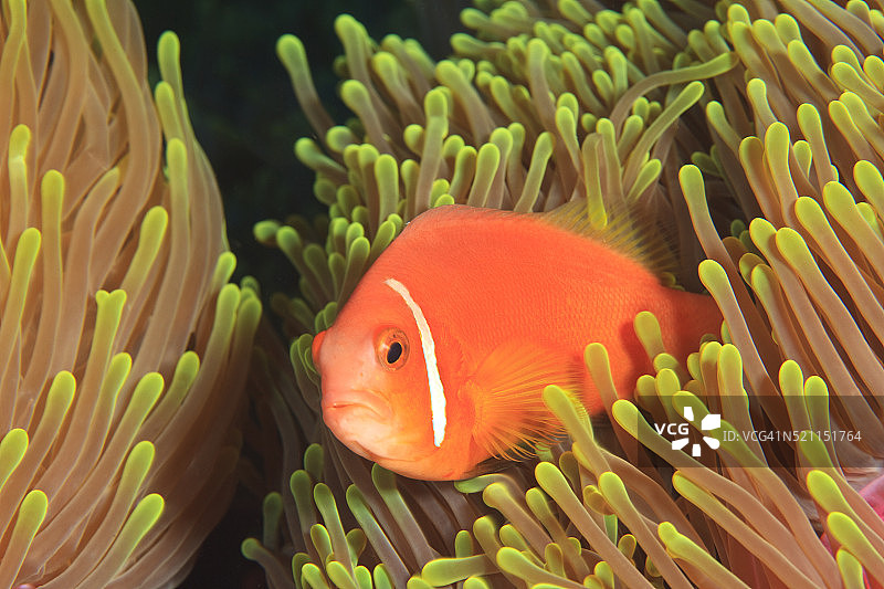 小丑鱼和壮丽海葵图片素材