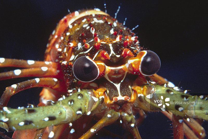 斑点龙虾图片素材