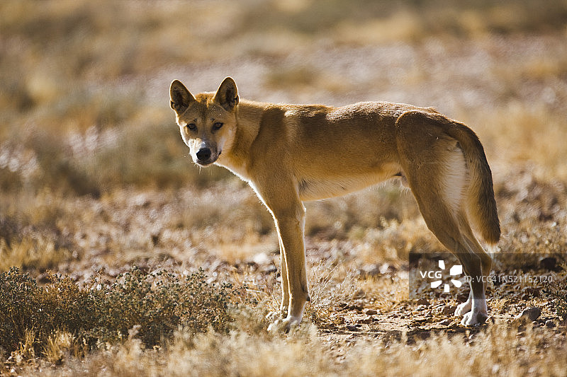 晨光中等待雌性的澳洲野狗图片素材