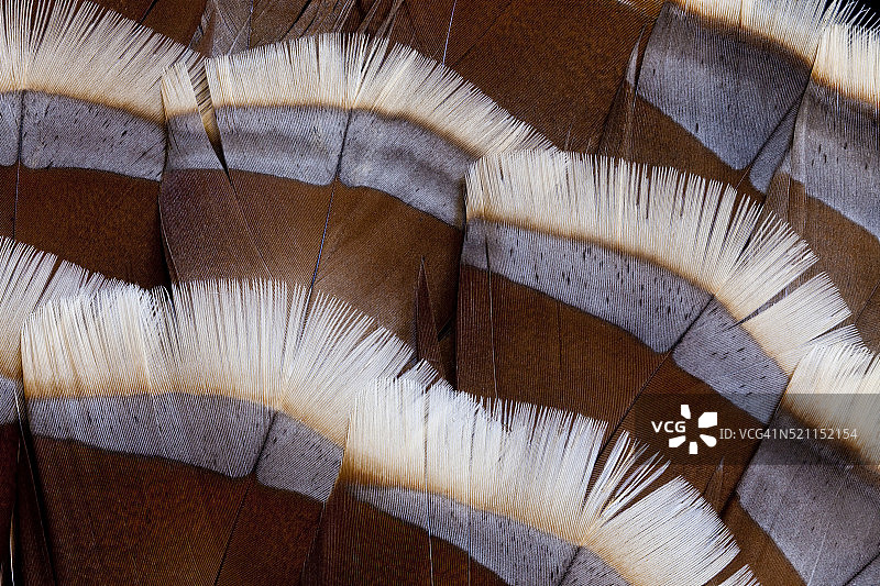 薰衣草火鸡的尾羽设计图片素材