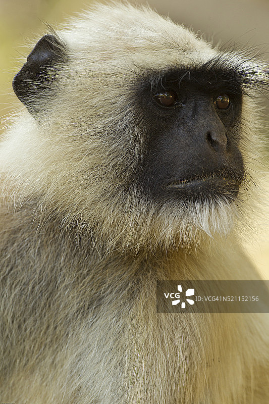 哈努曼叶猴面部特写图片素材