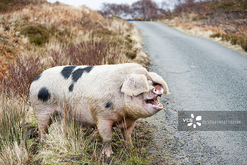 英国苏格兰拉斯岛上的自由放养猪图片素材