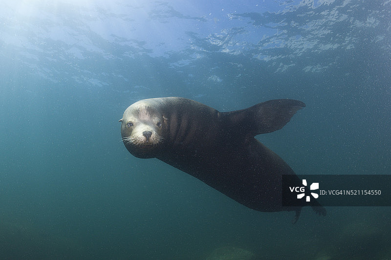 加州海狮图片素材