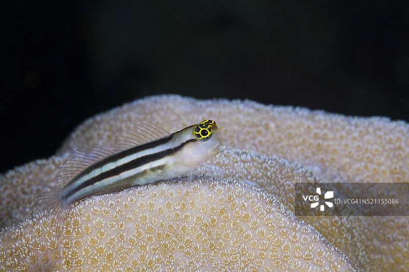 巴斯小丑鳚，所罗门群岛图片素材