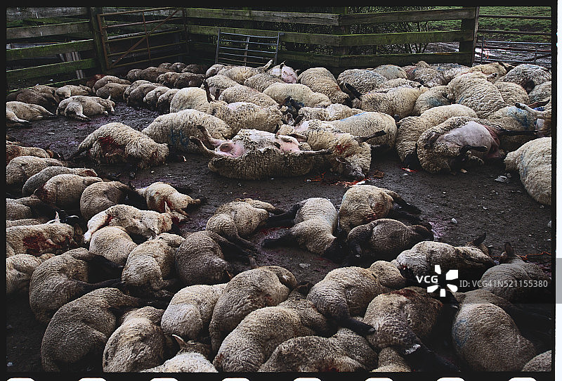 被屠宰的口蹄疫羊图片素材