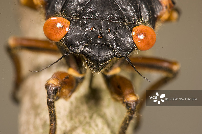 十七年蝉的蜕变图片素材