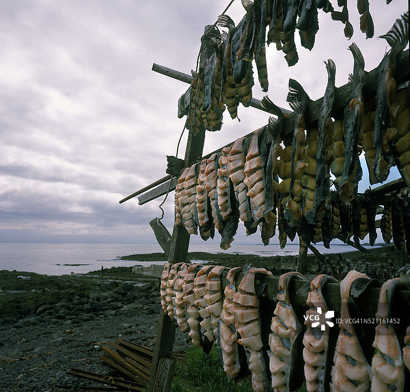 海滩上晾晒的圆鳍鱼图片素材