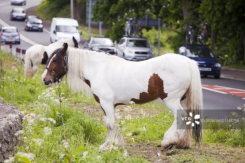 在柯克比朗斯代尔路边系着的旅行者马图片素材