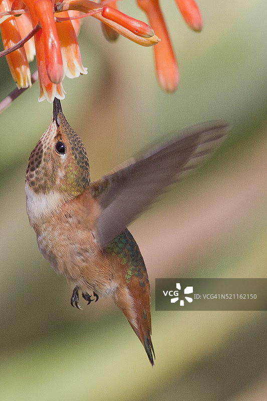 艾伦蜂鸟觅食图片素材