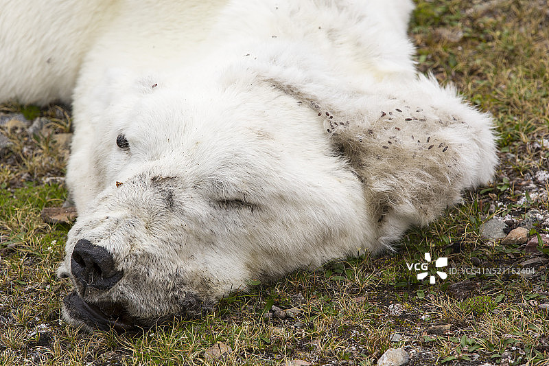 因气候变化而饿死的雄性北极熊图片素材