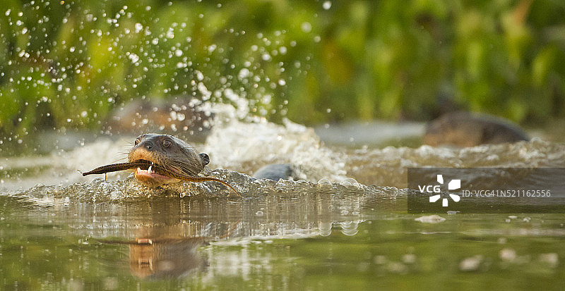 巨型水獭吃鱼图片素材