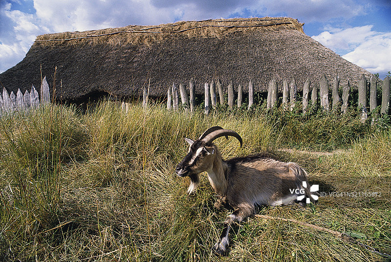 小屋外的休息的山羊图片素材